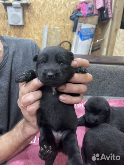 Черная немецкая овчарка