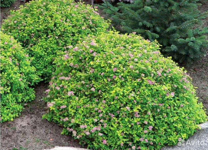 Спирея японская