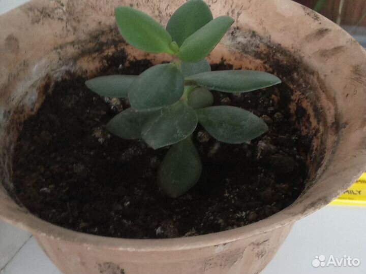 Денежное дерево