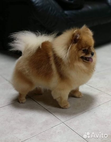 Профессиональный груминг