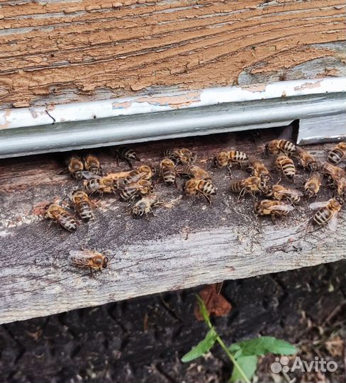 Оптом мёд натуральный алтайский min 16kg