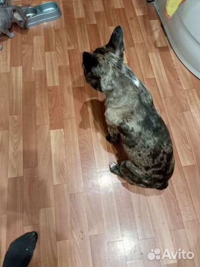 Приглашаем на вязку