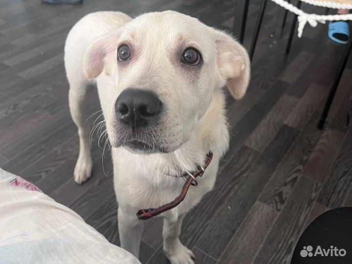 Кабель лабрадор