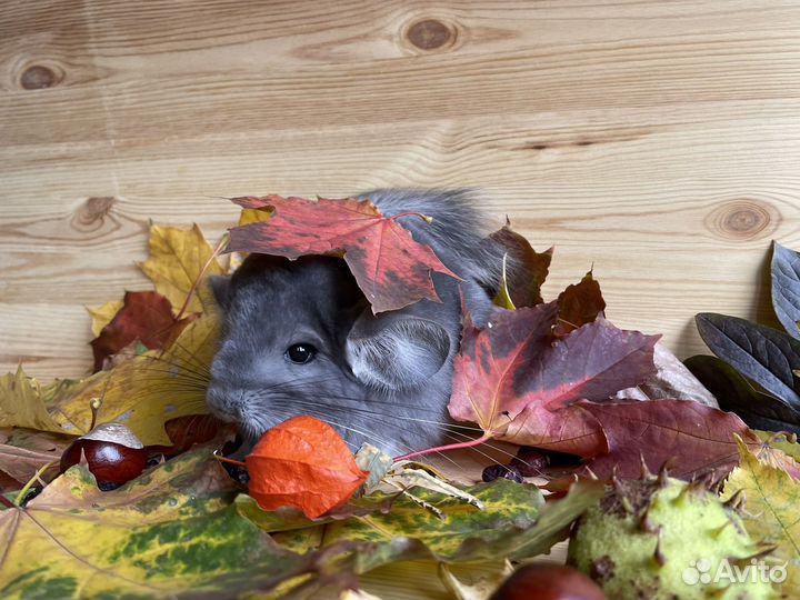 Шиншилла самка фиолетовая