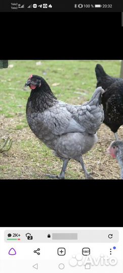 Несушка, бройлер, утка