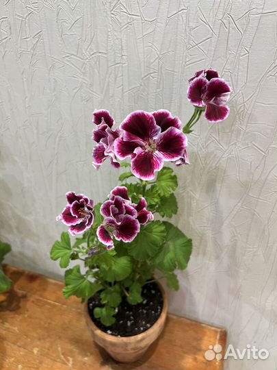 Пеларгонии сортовые