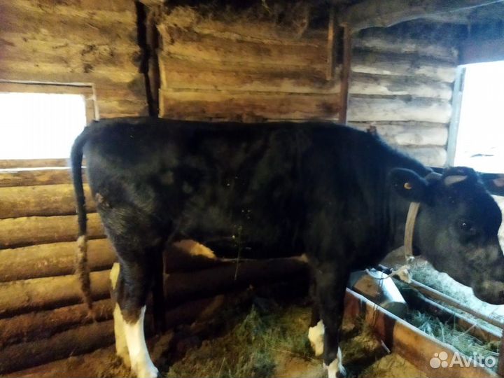 Стельная телка