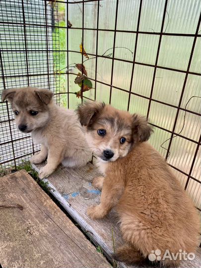 Щенки в добрые руки