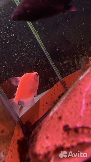 Аквариумные рыбки отдам бесплатно