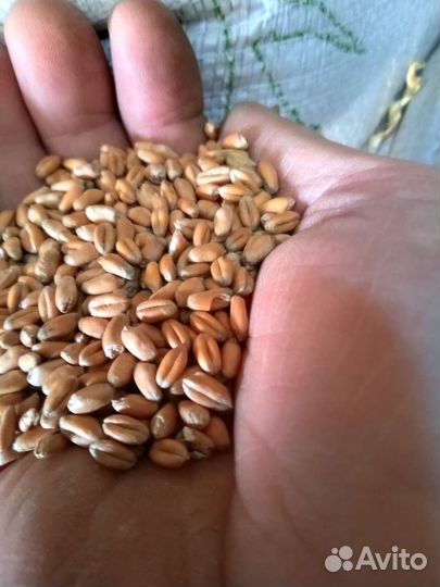 Пшеница яровая