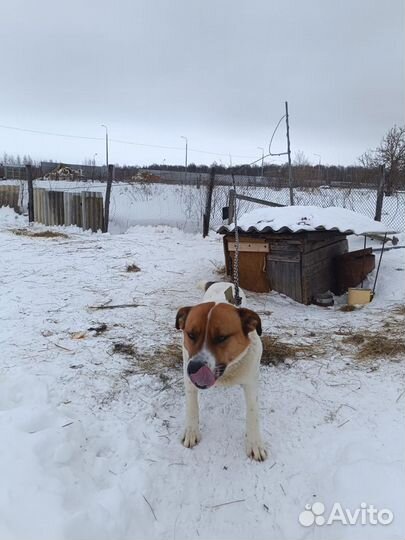 Отдам в хорошие добрые руки