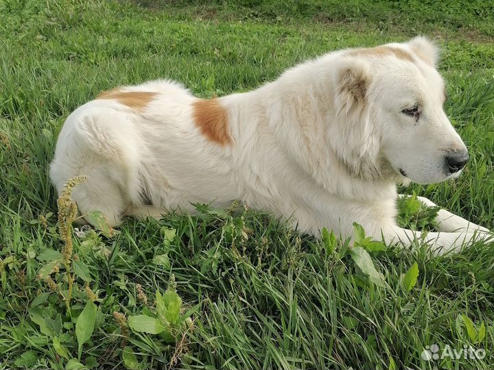 Кавказская овчарка продажа щенков
