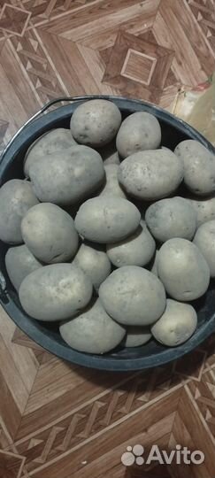 Картофель