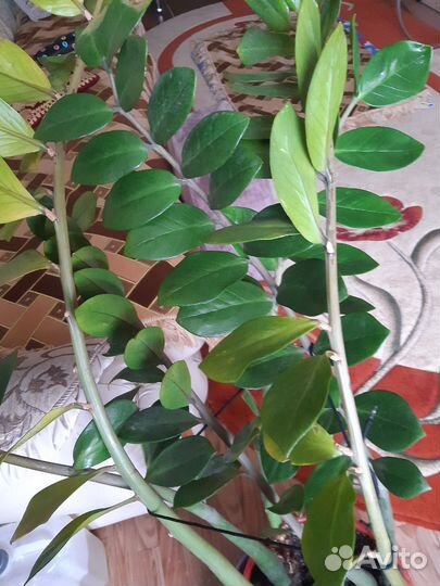 Замиокулькас