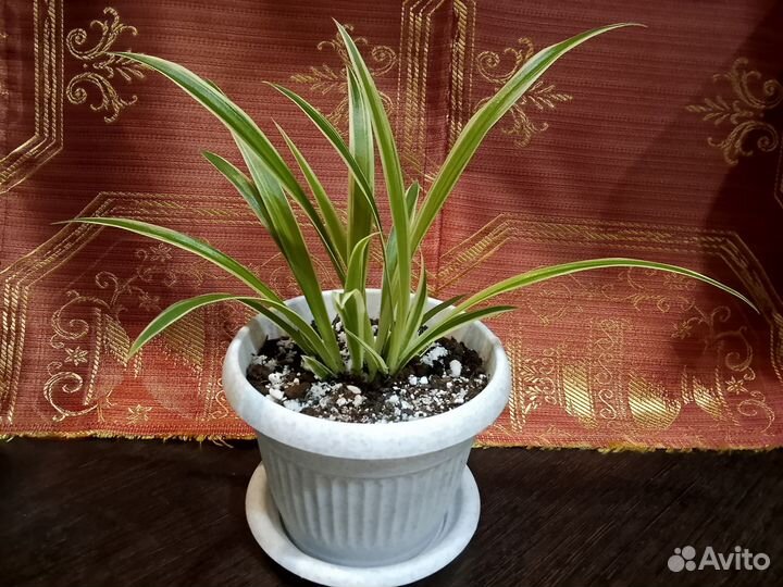 Хлорофитум