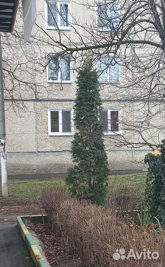 Туя смарагд