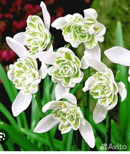 Махровые подснежники