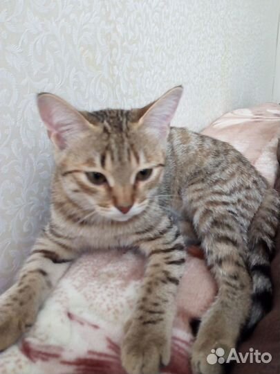 Котенок девочка 3,5 месяца