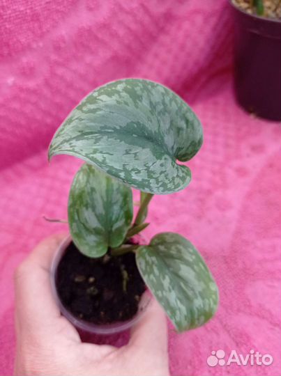 Сциндапсус snack scale