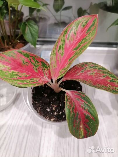 Аглаонема пинк долматин, пинкат
