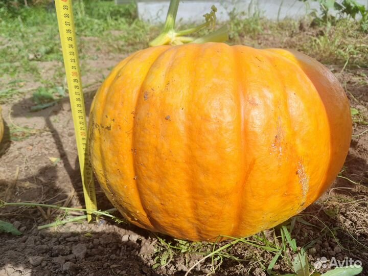 Продам Тыкву