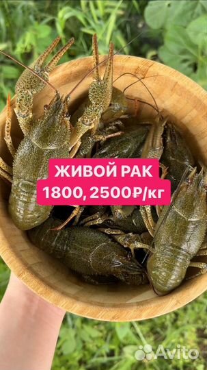 Живые раки