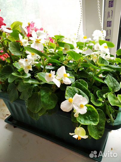 Комнатные цветы в горшках