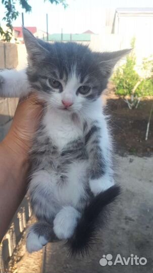 Котята мальчики