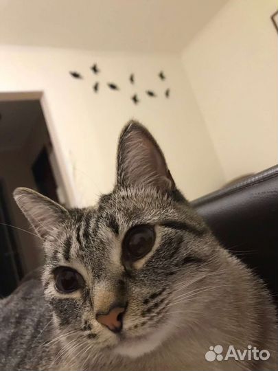 Кошечка Ася