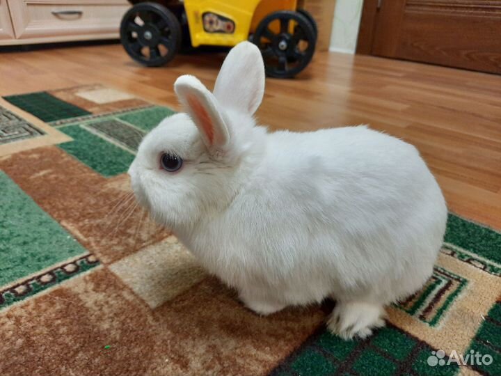 Декоративный кролик мальчик для вязки