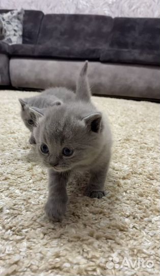 Шотландские котята