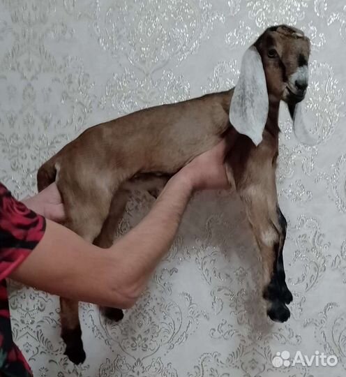 Козочки нубийские
