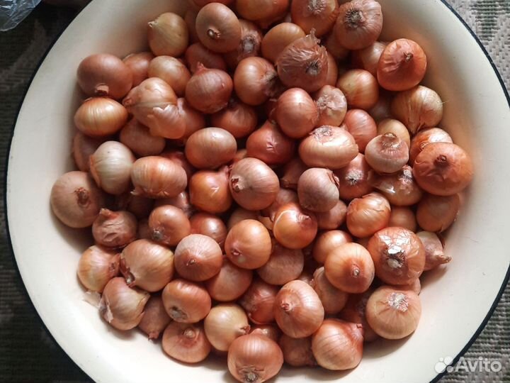 Лук семейный на посадку