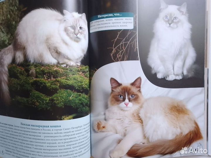 Энциклопедия о кошках