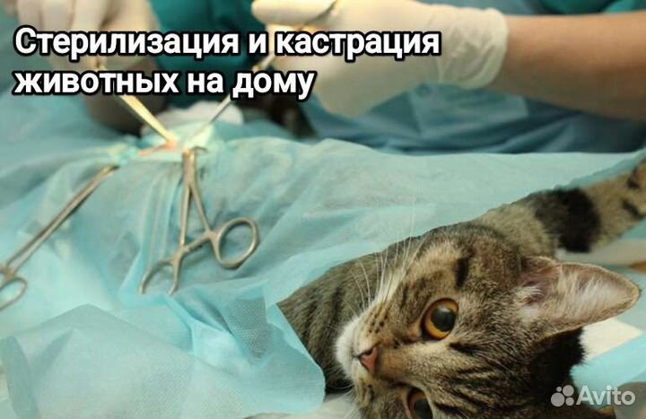 Ветеринар на дом, лечение, стерилизация, кастрация