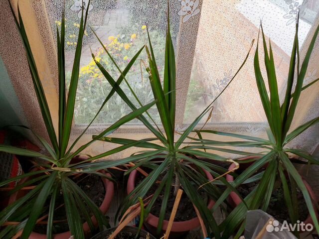 Пальма драцена