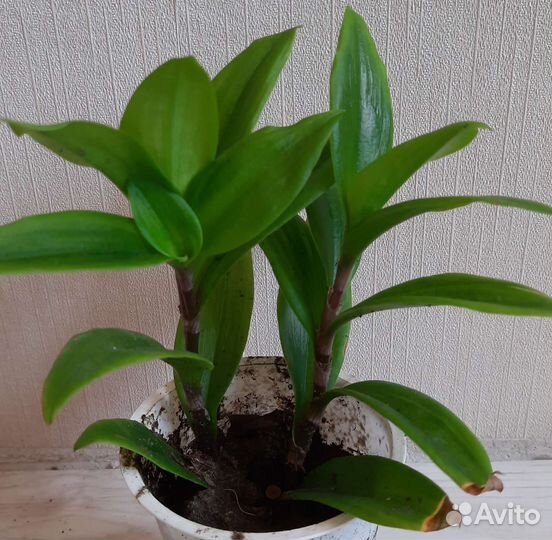 Дримопсис, хлорофитум, традесканция и др