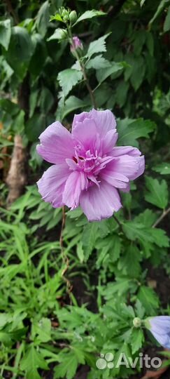 Гибискусы махровые