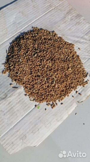 Овес фуражный вика пшеница ячмень яровые