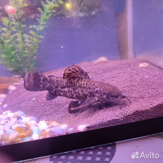 Сом таракатум большой