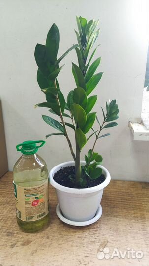 Замиокулькас