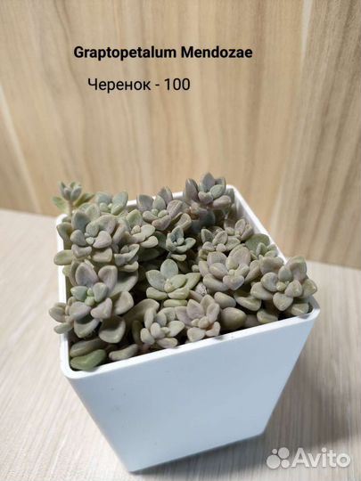 Суккуленты