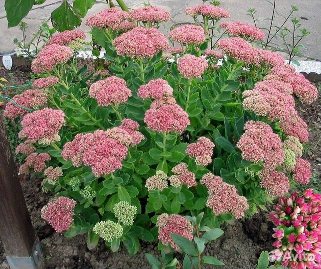 Многолетние растения, деревья декоративные и плодо