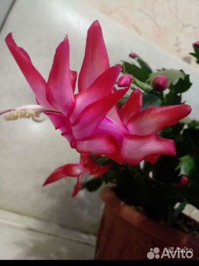 Декабристы.Традесканция.Рео.Ледебурия.Фикус.Сцинда