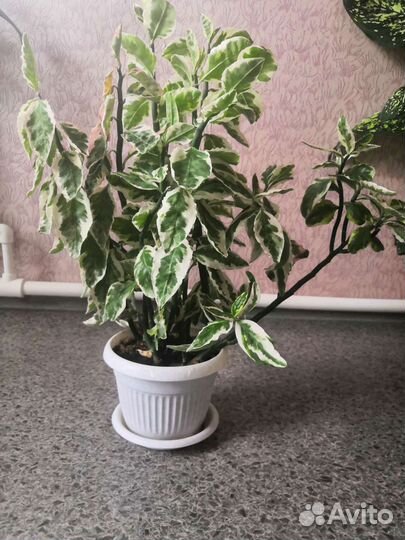 Комнатные цветы педилантус, зефирантес, каланхо