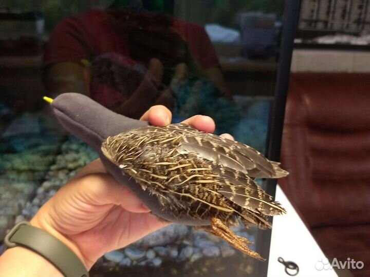 Потаска с крыльями птицы, игрушка для собаки