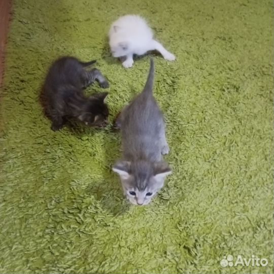 Отдам в добрые руки