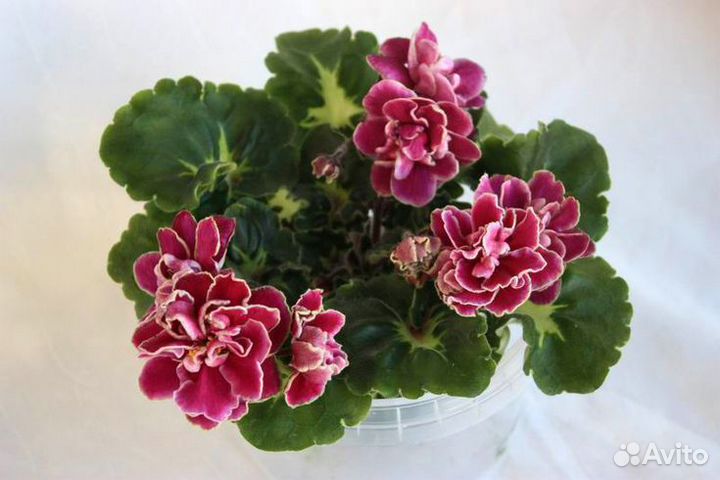 Сортовые фиалки