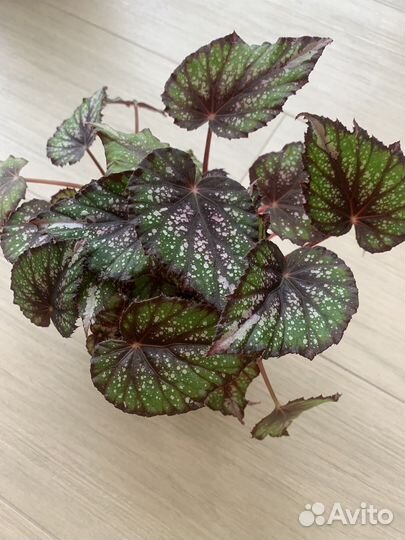 Бегонии сортовые