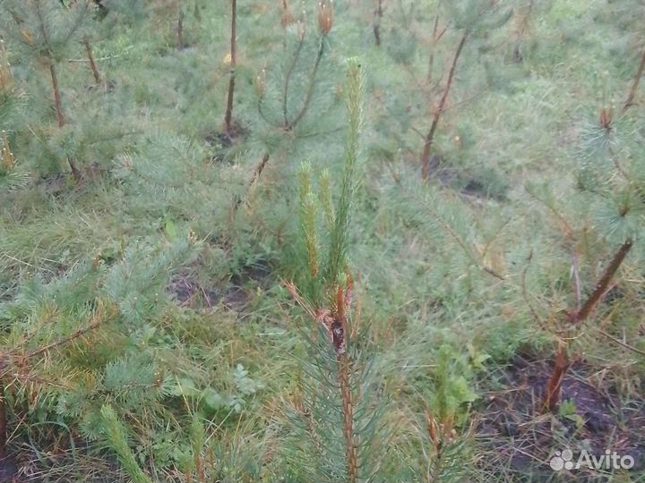 Сосна крымская